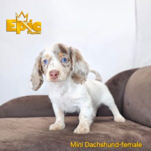 Dachshund Chocolate Dapple Female