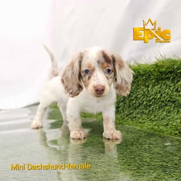 Dachshund Chocolate Dapple Female - Image 3