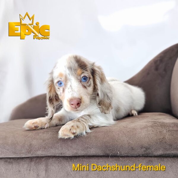 Dachshund Chocolate Dapple Female - Image 2