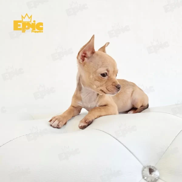 Chihuaha Fawn Female - Image 2
