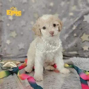 Cockapoo Buff Female