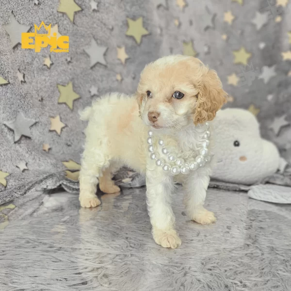 Cockapoo Buff Female - Image 3