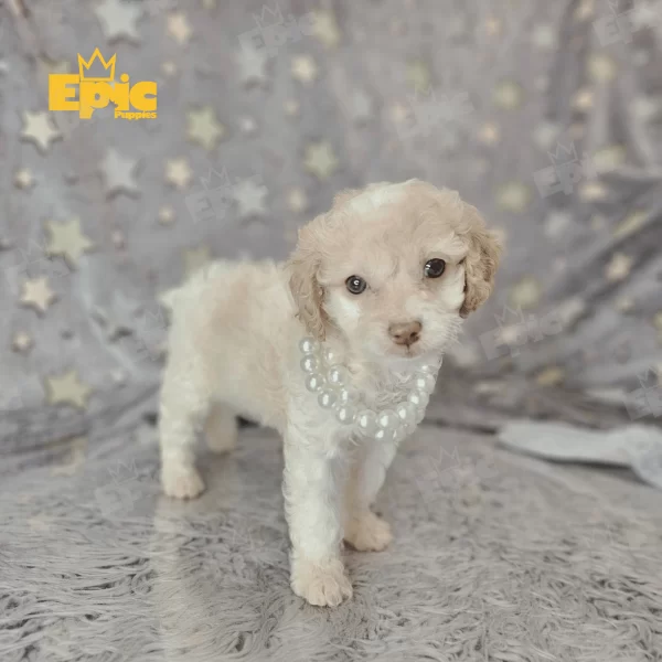 Cockapoo Buff Female - Image 2