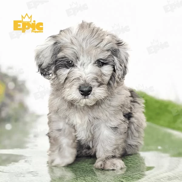 Cockapoo Cream & White Female - Image 4
