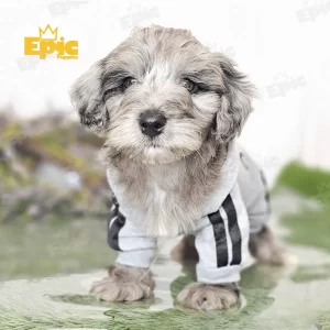 Cockapoo Cream & White Female