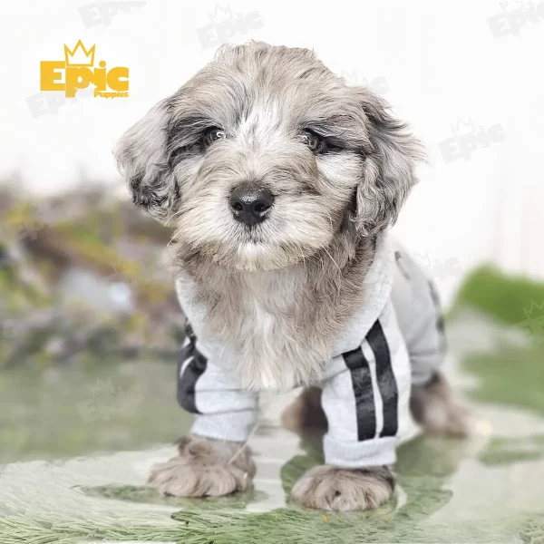 Cockapoo Cream & White Female