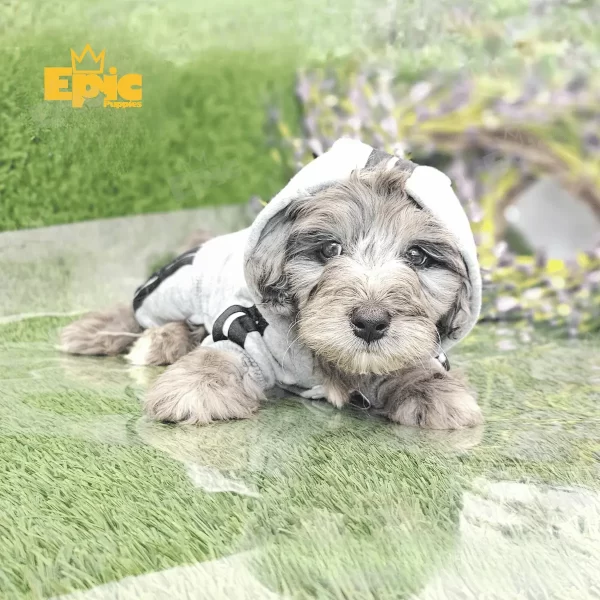 Cockapoo Cream & White Female - Image 2