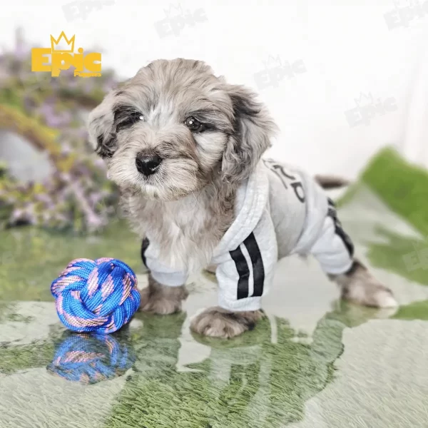 Cockapoo Cream & White Female - Image 3