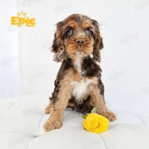 Cocker Spaniel Chocolate Merle Female