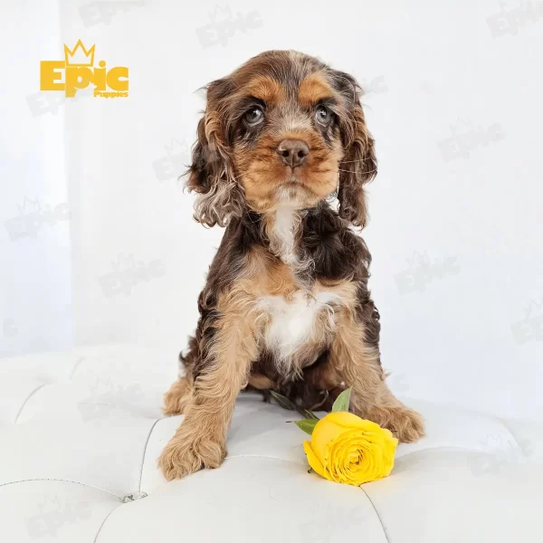 Cocker Spaniel Chocolate Merle Female