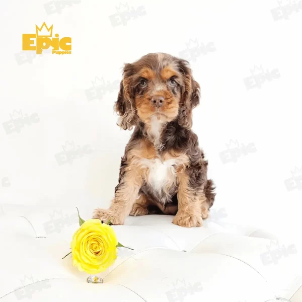 Cocker Spaniel Chocolate Merle Female - Image 3