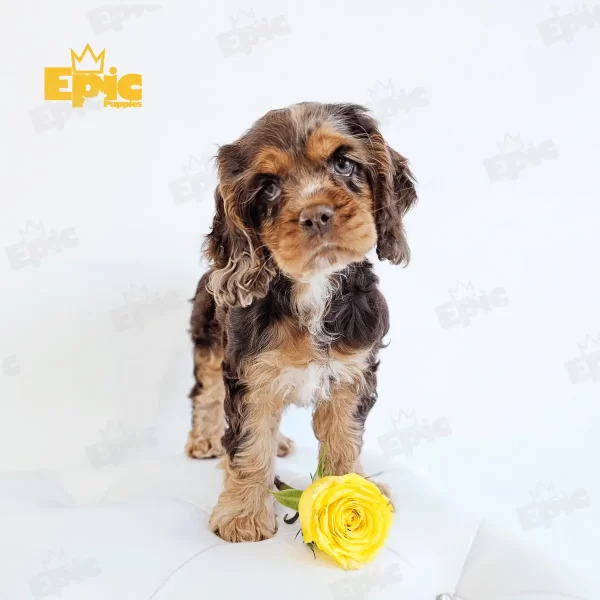 Cocker Spaniel Chocolate Merle Female - Image 2