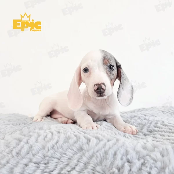 Dachshund Double Dapple Female - Image 2