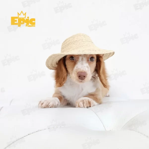 Dachshund Red & White Female - Image 4