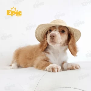 Dachshund Red & White Female