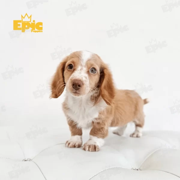 Dachshund Red & White Female - Image 2