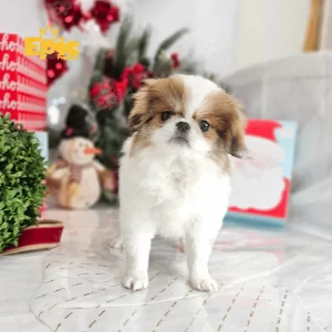 Japanese Chin Sable & White Female