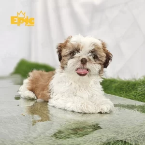 Shih Tzu Sable & White Female