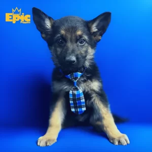 German Sheperd