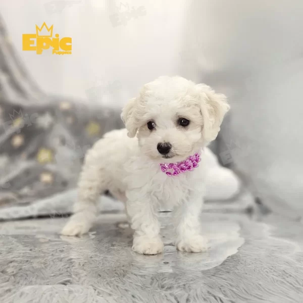 Bichon Frise White Male - Image 3