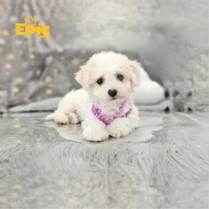 Bichon Frise White Male