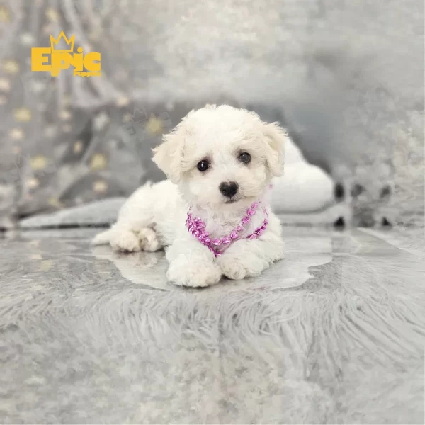 Bichon Frise White Male