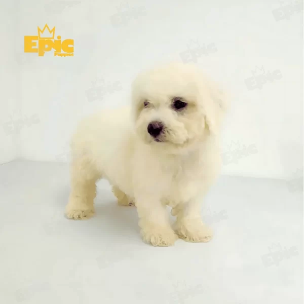 Bichon Frise White Male - Image 2