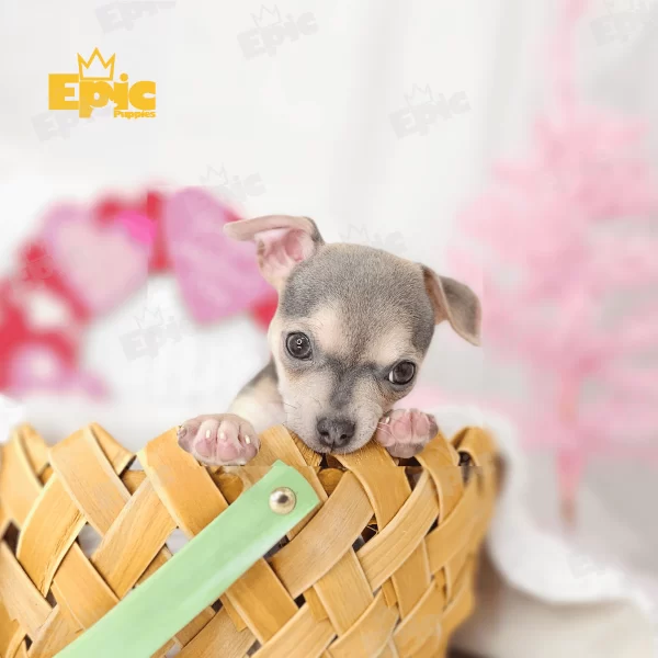 Chihuaha Blue & Tan Male - Image 3