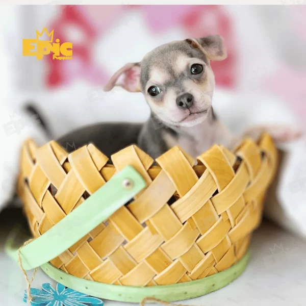 Chihuaha Blue & Tan Male - Image 2