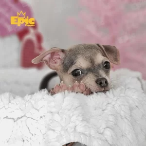 Chihuaha Blue & Tan Male