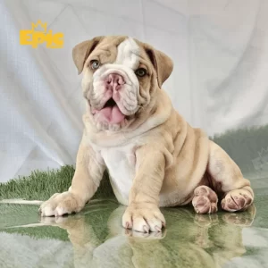English Bulldog Fawn & White Male