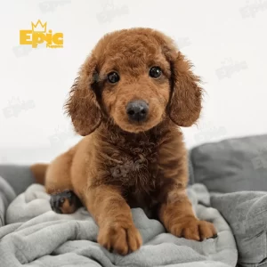 Mini Goldendoodle Red Male