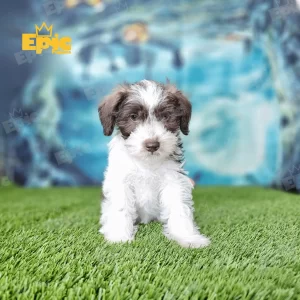 Mini Schnauzer Chocolate and White male