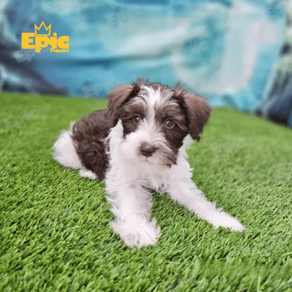 Mini Schnauzer Chocolate and White male - Image 2