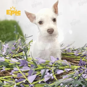 Mini Schnauzer White Male