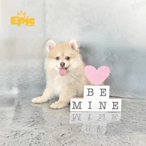 Pomeranian Fawn Male