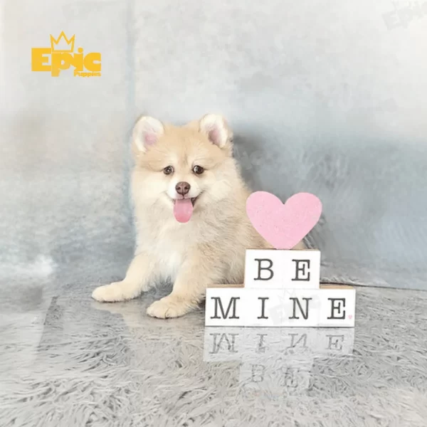 Pomeranian Fawn Male
