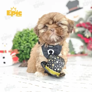 Shih Tzu Chocolate Male