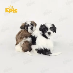 Shih Tzu Tricolor Male