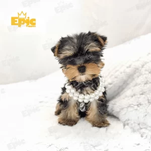 Yorkshire Terrrier Black & Tan Male
