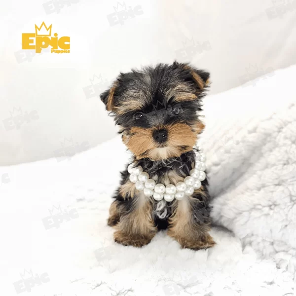Yorkshire Terrrier Black & Tan Male